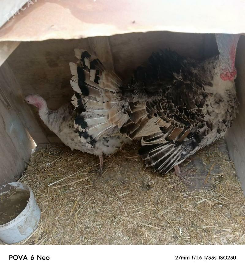 induk - Farap - img 1