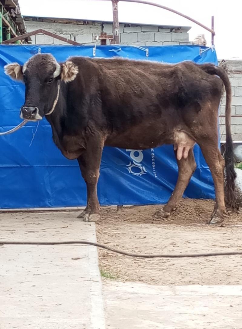 SAGYLÝAN BOGOZ SYGYR - Gökdepe - img 1