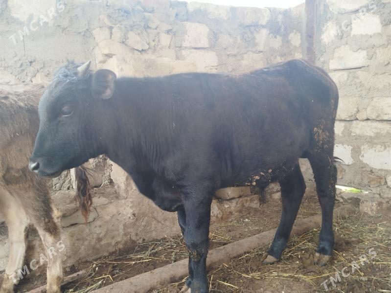 okuz - Балканабат - img 1