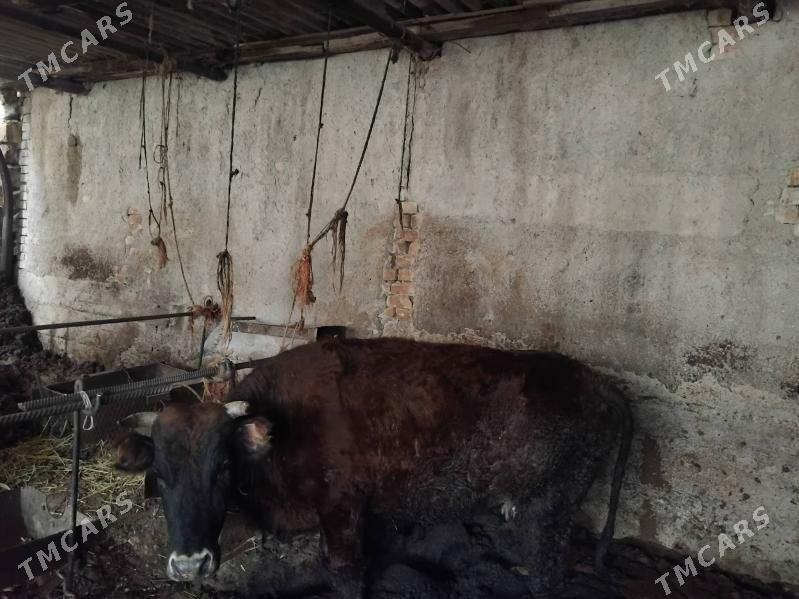 sygyr - Bereket - img 1