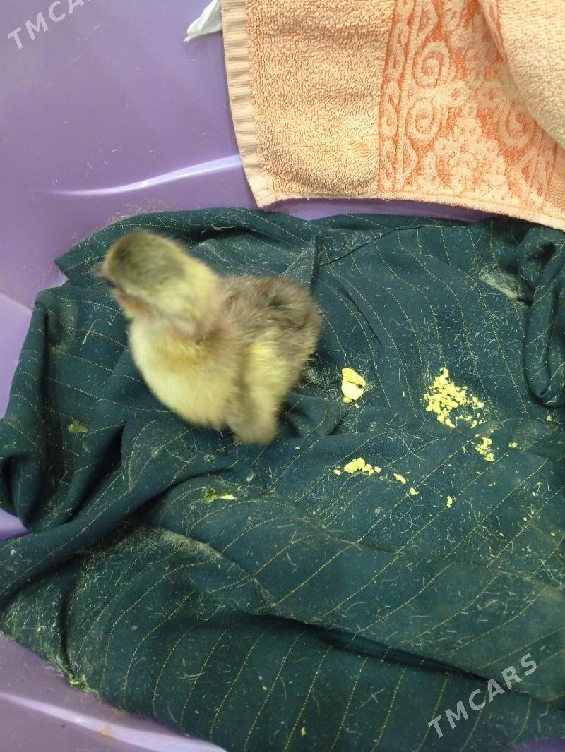 gaz juje - Туркменабат - img 1