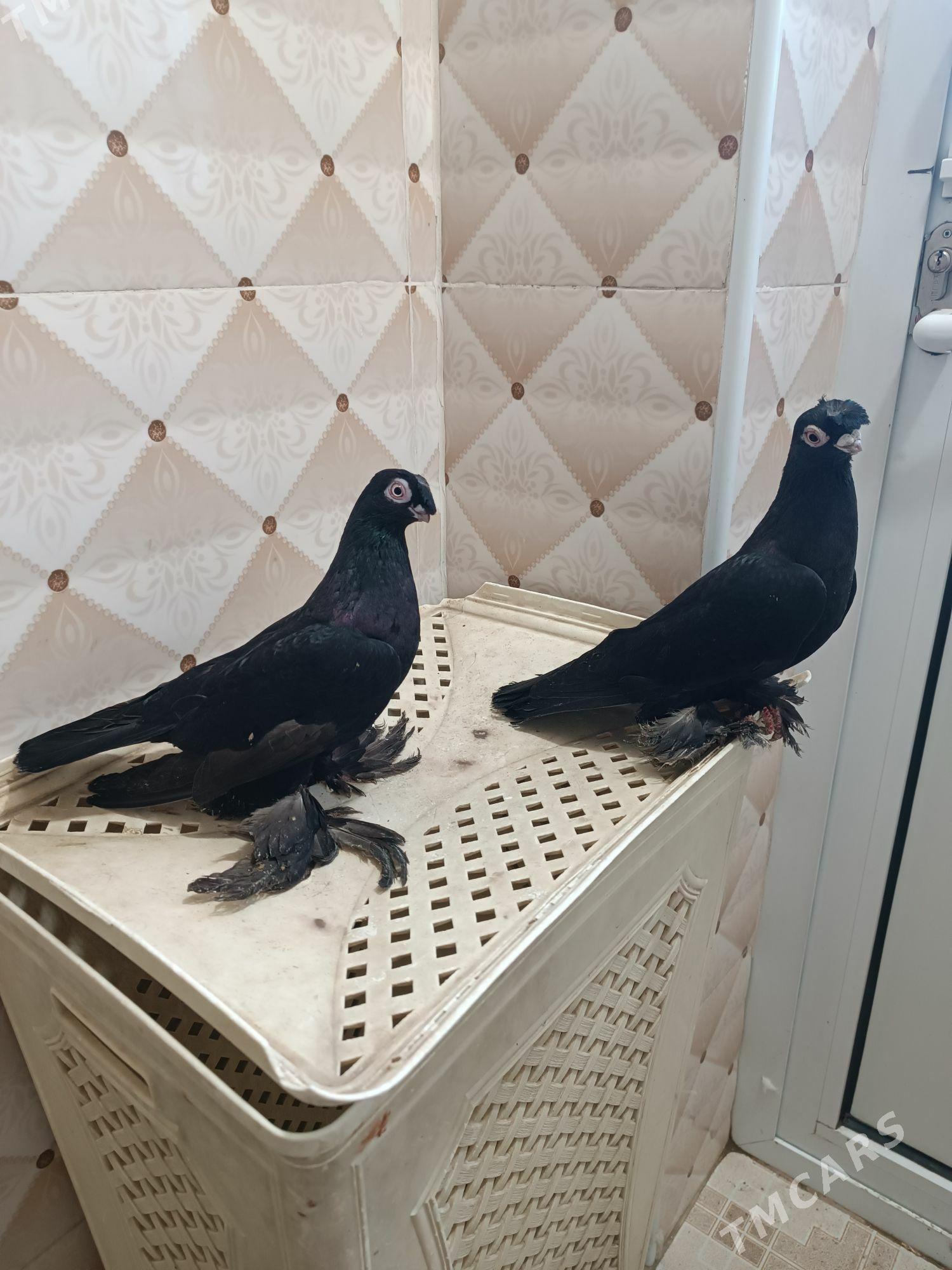 Kepderi - Mary - img 1