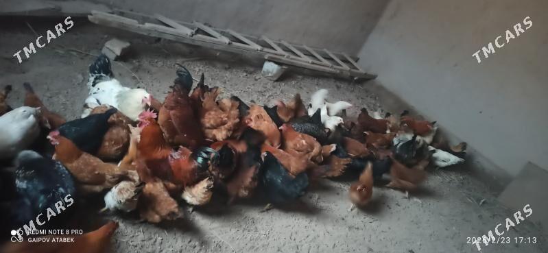 towuk - Daşoguz - img 1