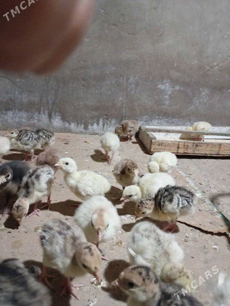 induk juyje - Мары - img 1