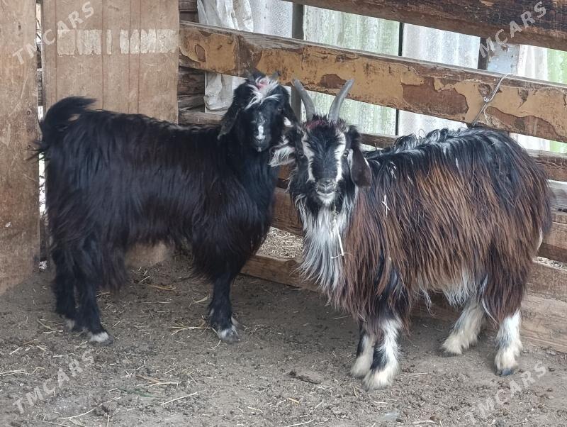 geci - Bagyr - img 1