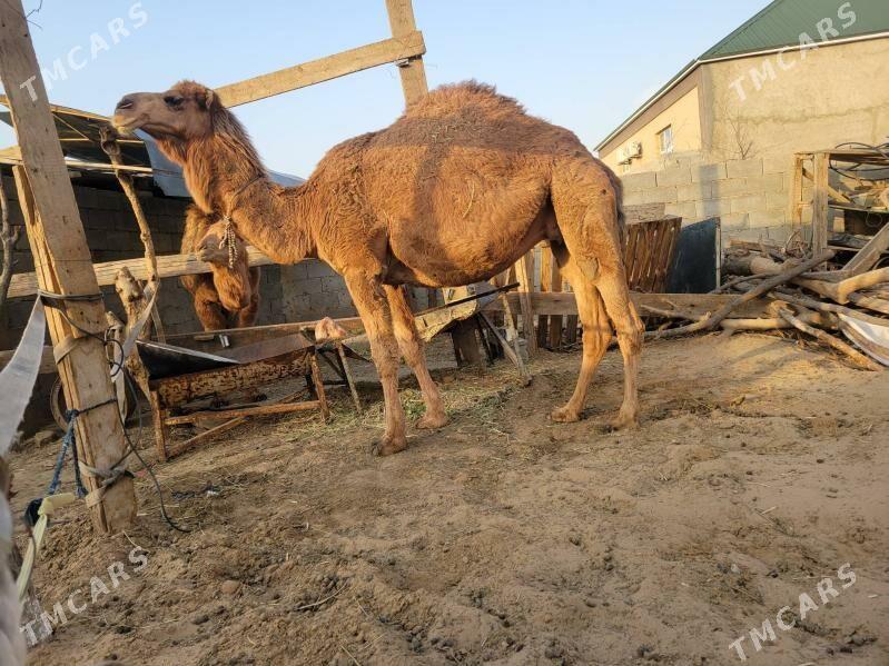 Düýe - Ашхабад - img 1