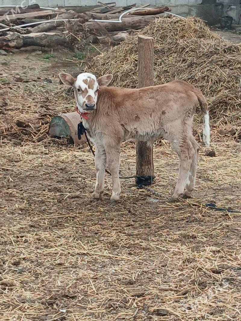 Okuz - Гёкдепе - img 1