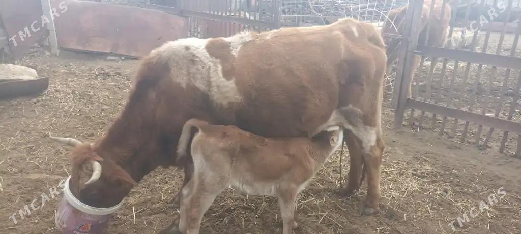 sygyr tanaly - Гумдаг - img 1