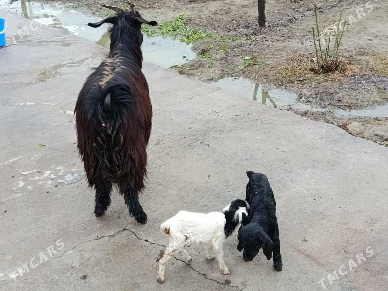 Ekiz Owlakly Geci - Gökdepe - img 1