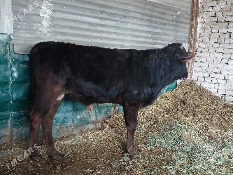 ÖKÜZ - Гёкдепе - img 1