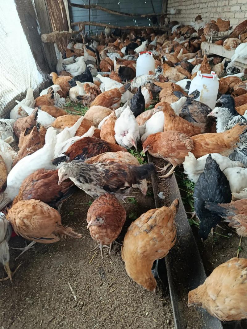 ПАРОДНЫ ЖУЙЖЕ - Çärjew - img 1