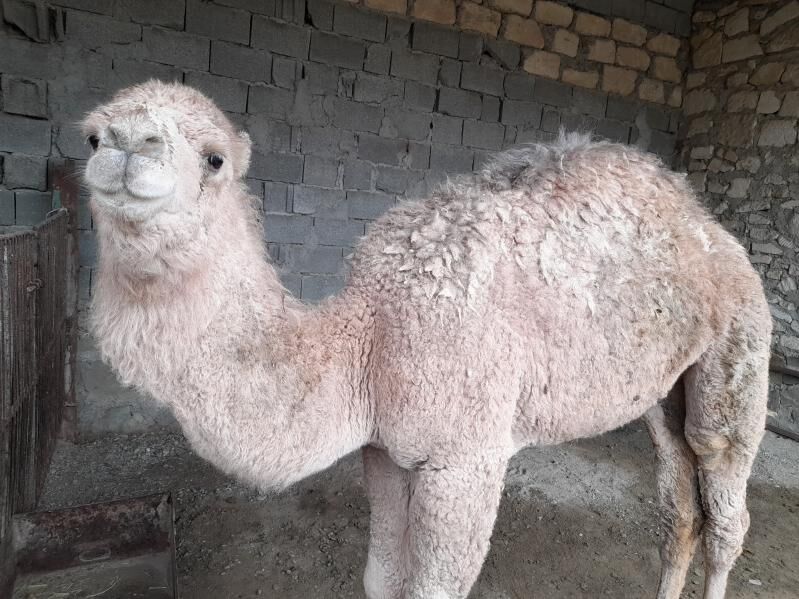 Ogşuk - Берекет - img 1