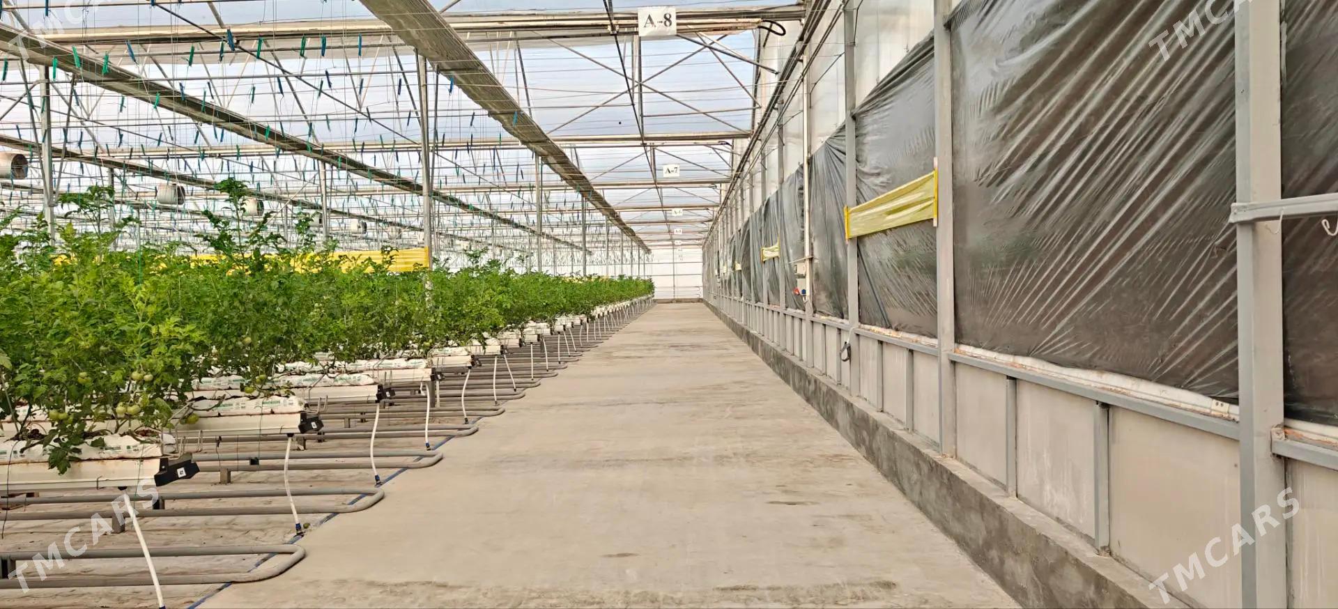 Teplisa 2023 - Aşgabat - img 1