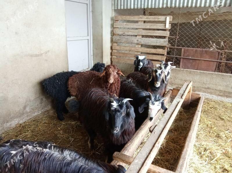 cewis berre - Bäherden - img 1