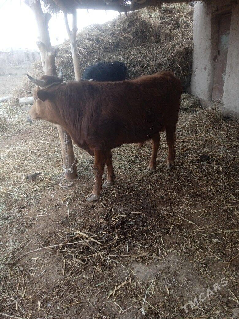 окиз - Gubadag - img 1