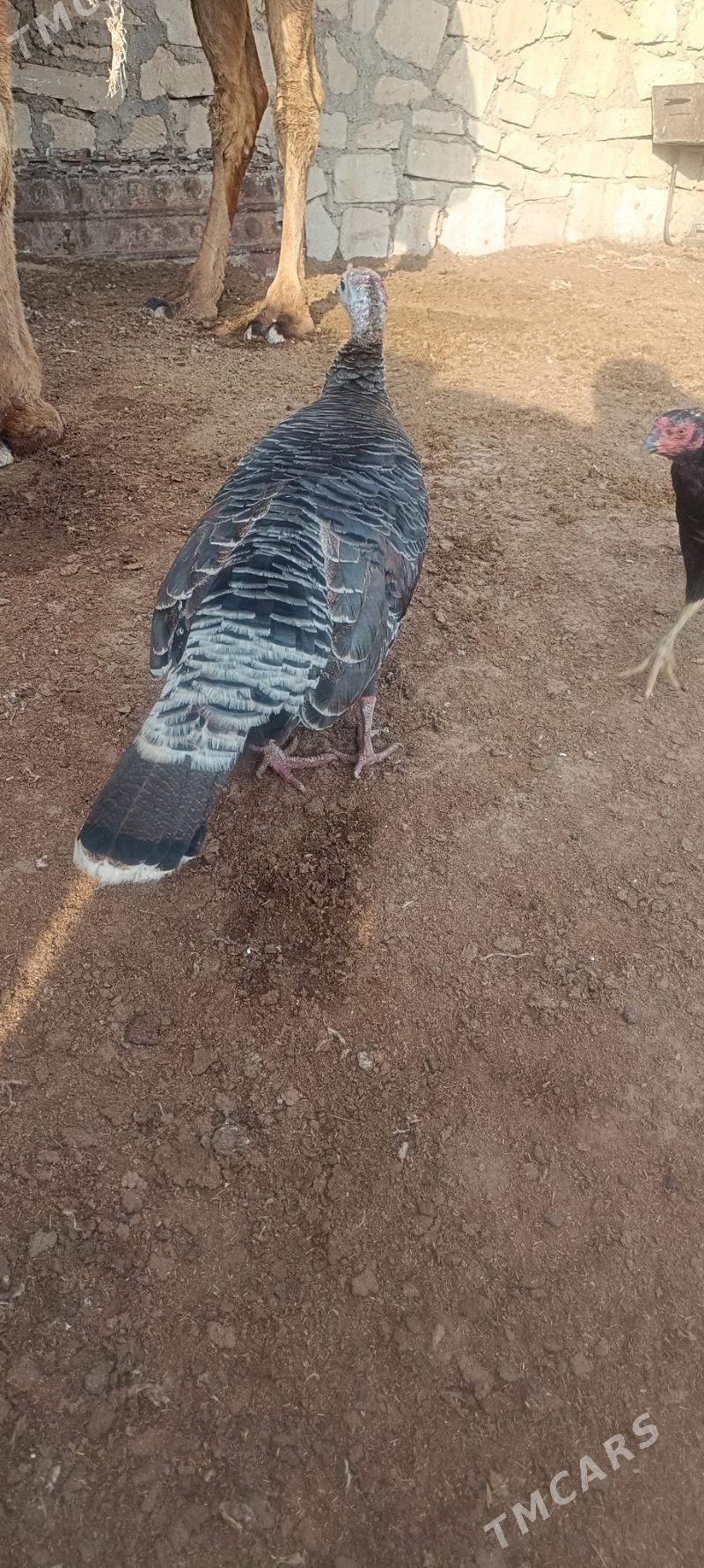 İnduk - Балканабат - img 1