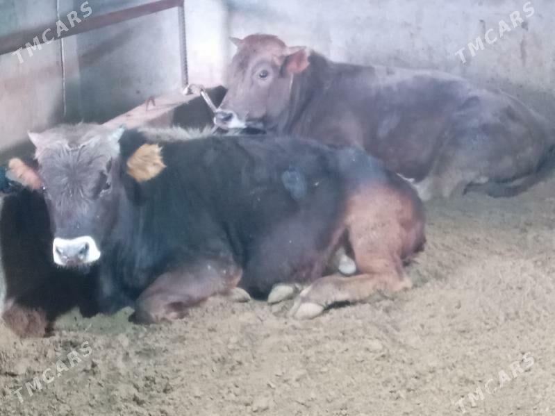 $ibes 2.okiz - Büzmeýin - img 1