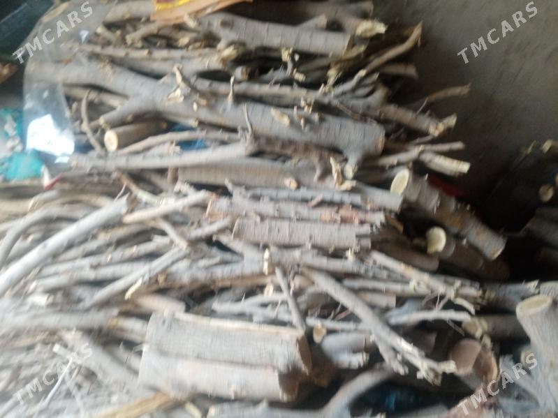 Tut agaç - Туркменбаши - img 1