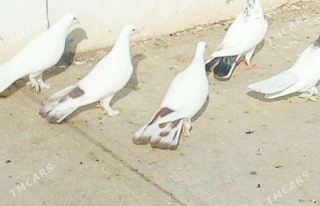 Kepderi - Чоганлы - img 1