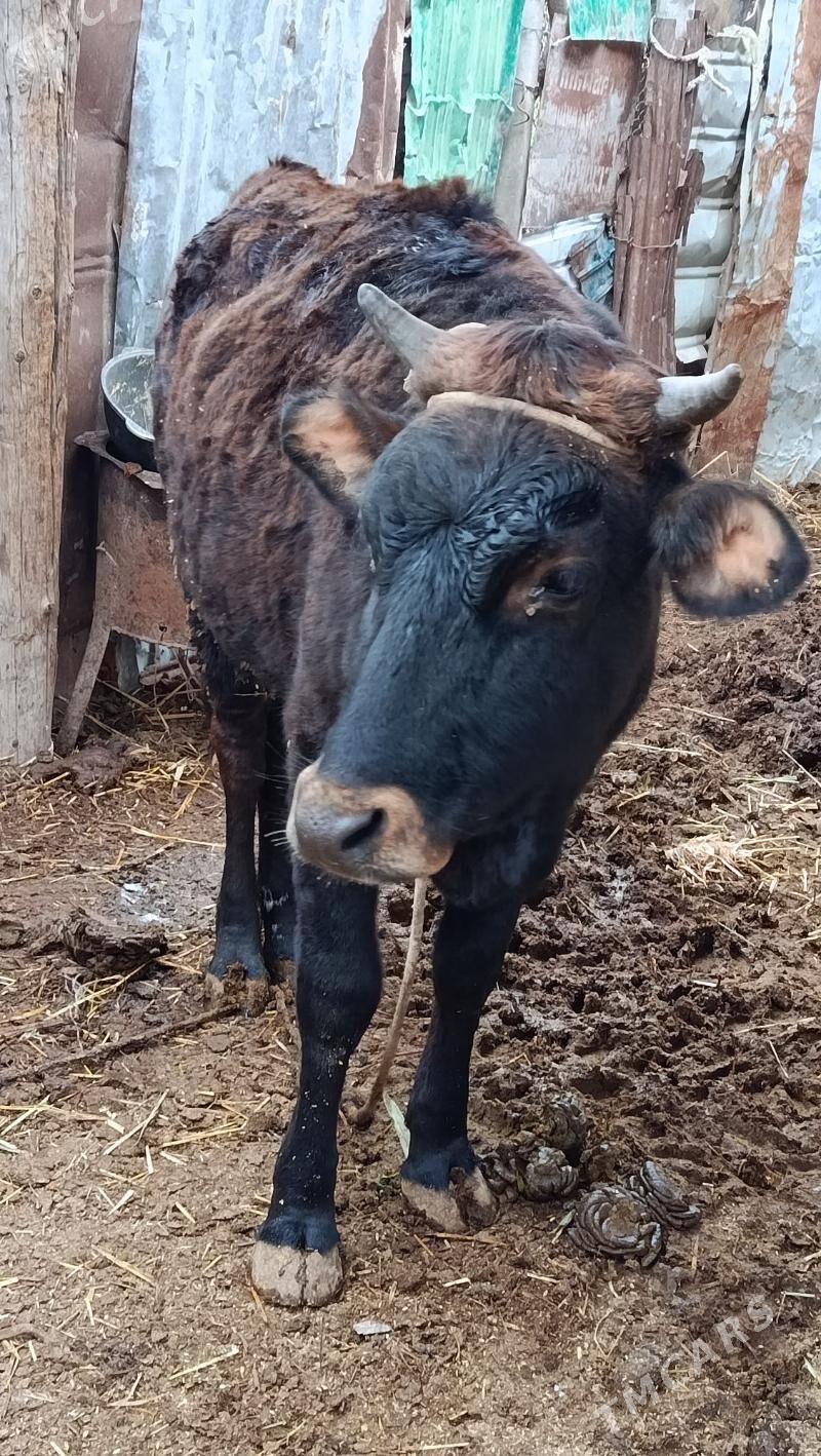 Унажын - Çärjew - img 1