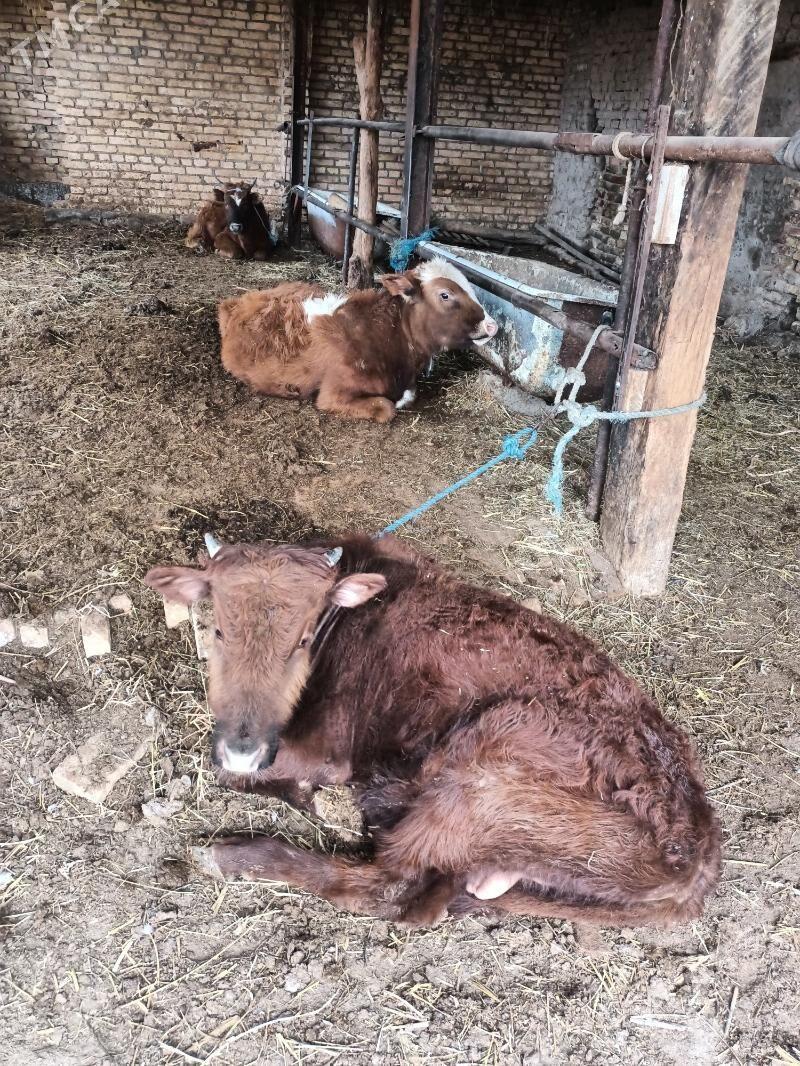 öküzler - Чарджоу - img 1