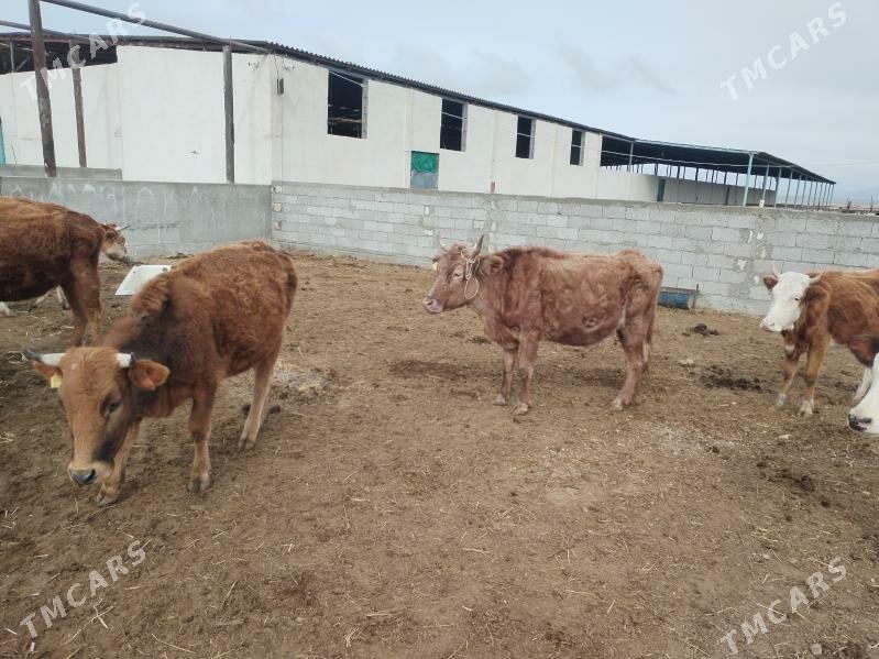 Sygyr - Джебел - img 1