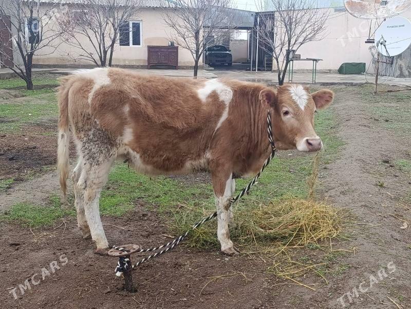 tuwe - Bagyr - img 1