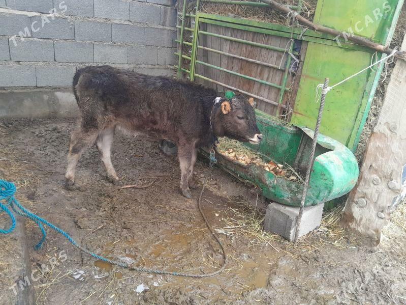 Gole - Bäherden - img 1