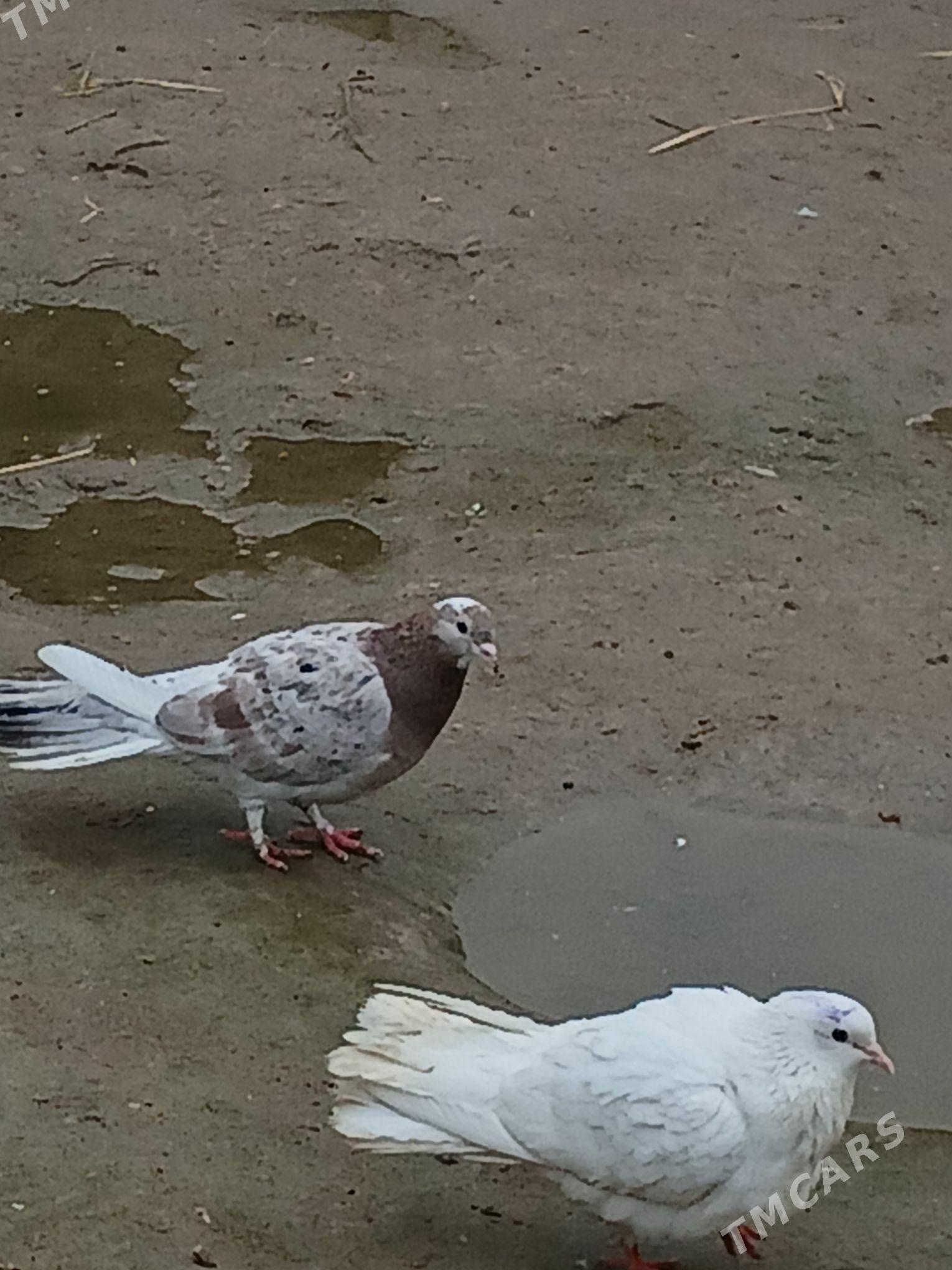 kepderi - Bagyr - img 1