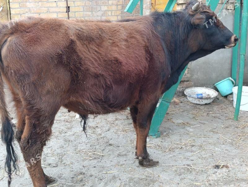 BAKLYK OKUZLER - Türkmenabat - img 1