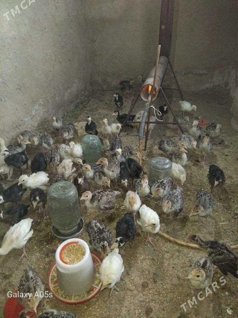 induk juje - Бабадайхан - img 1