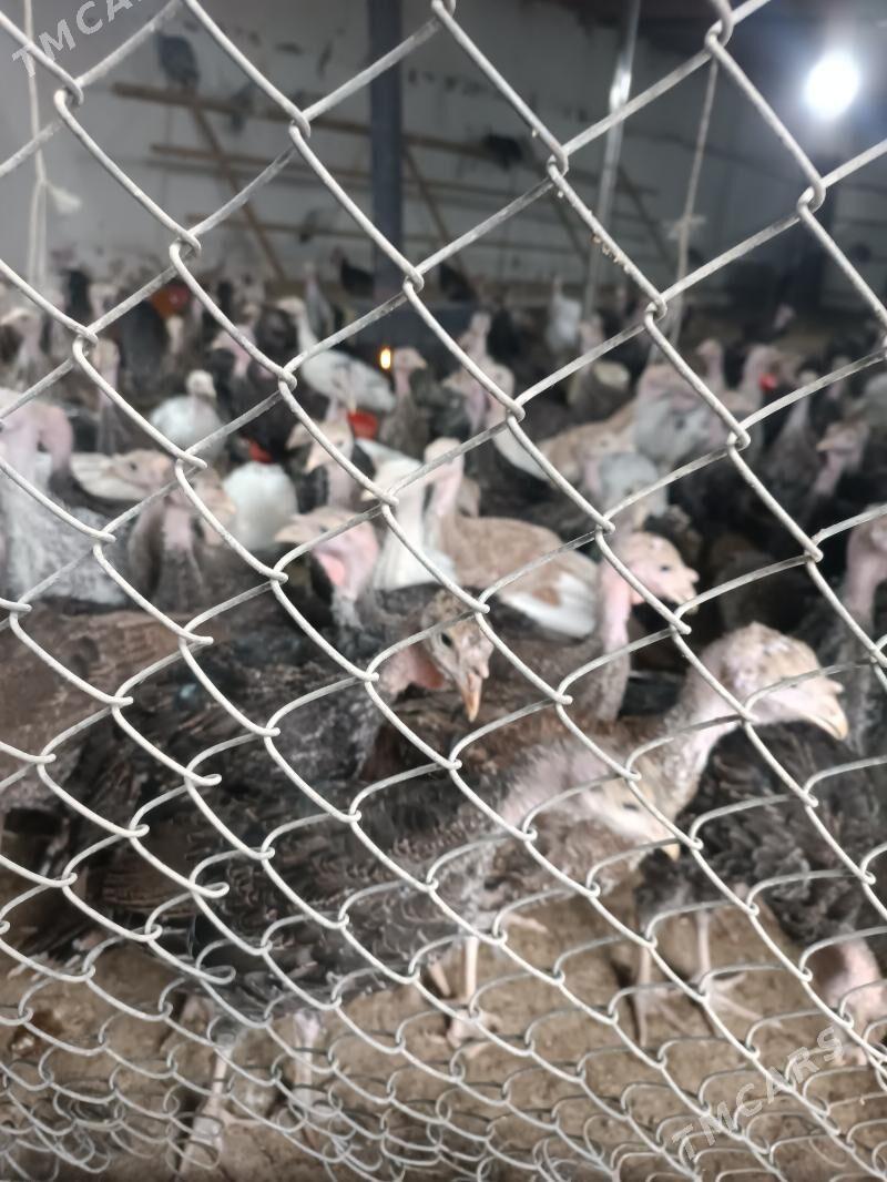 Induk juyje - Чоганлы - img 1