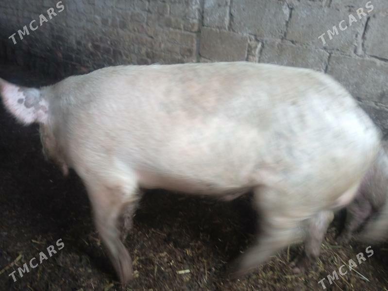 erkek doñyz - Çärjew - img 1