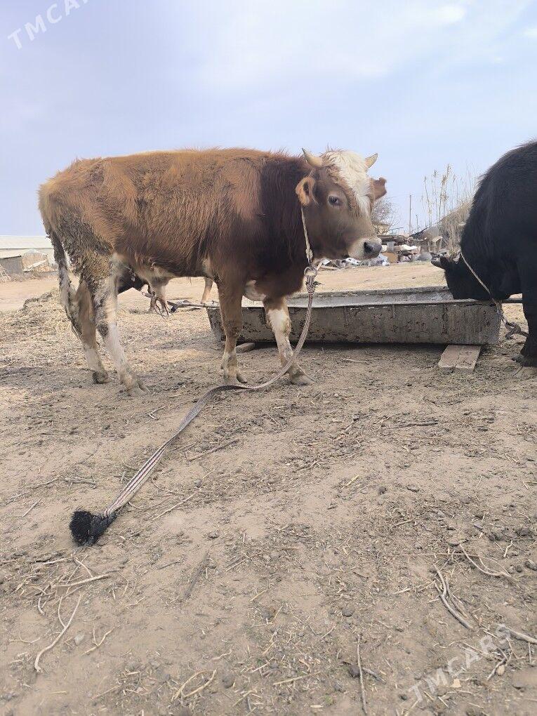 Okuz - Бабадайхан - img 1