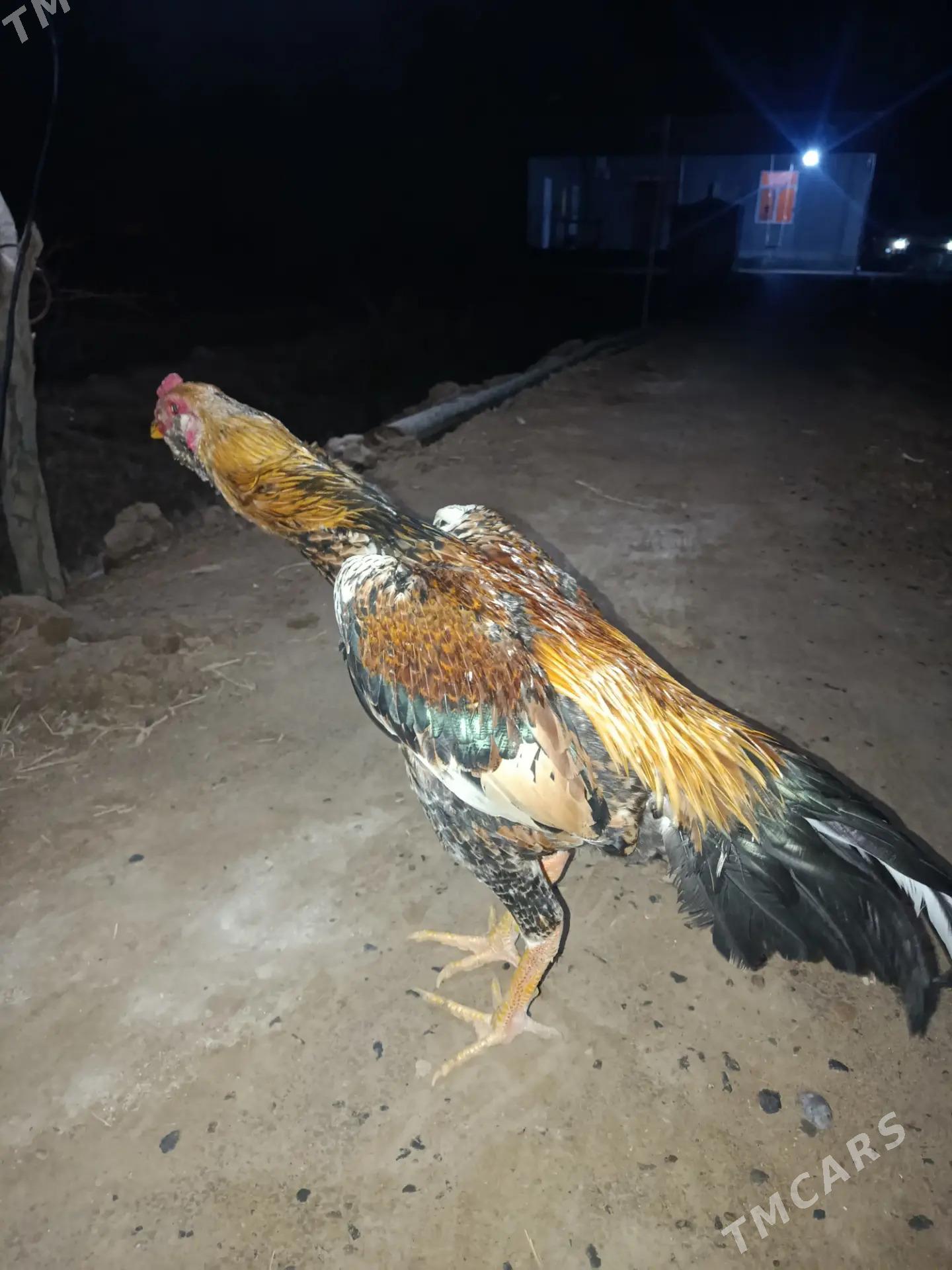 horaz - Mary - img 1