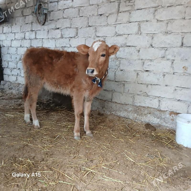 Tuwe - Büzmeýin - img 1