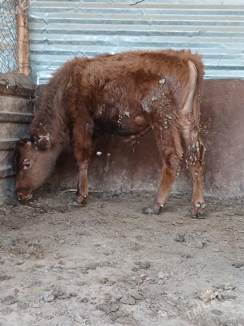 okuz - Herrikgala - img 1