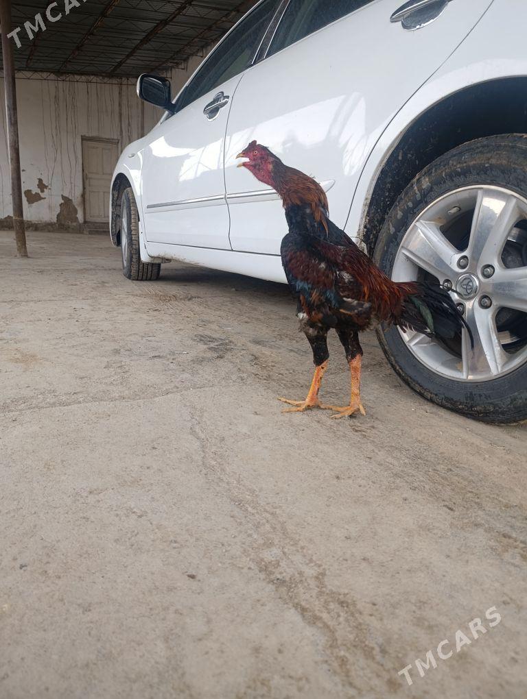 bayes horaz - Darganata - img 1