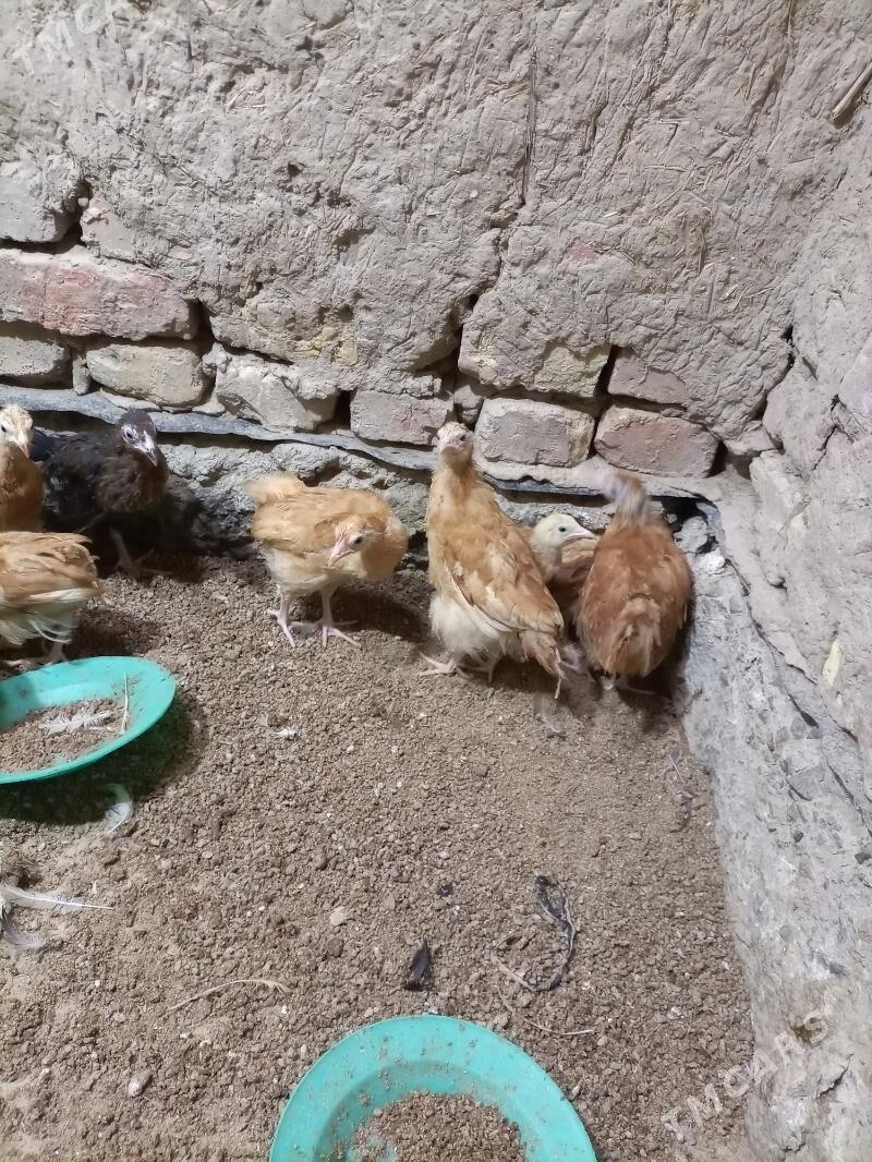 juyje - Gubadag - img 1