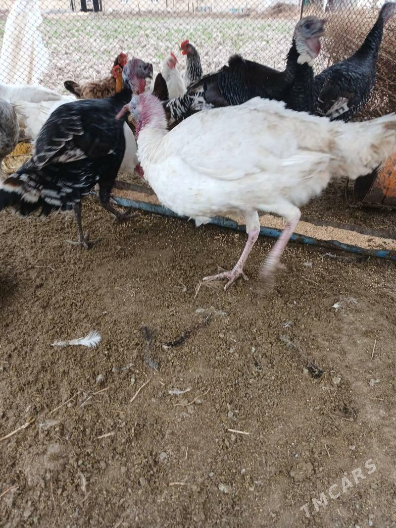 induk - Dänew - img 1