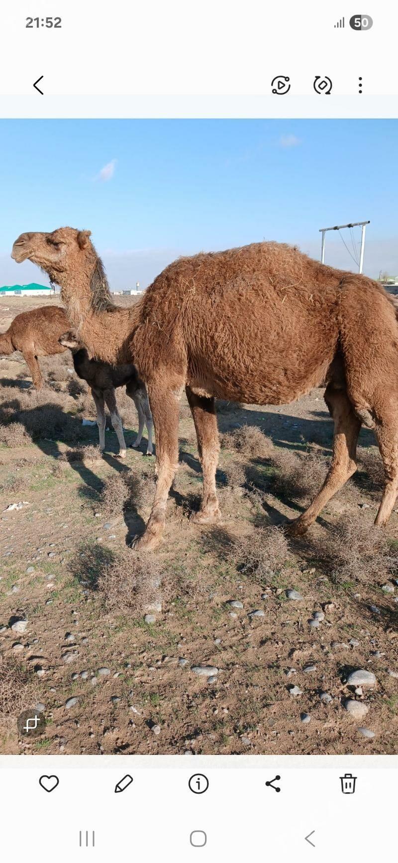 Köşekli Düýe - Гёкдепе - img 1