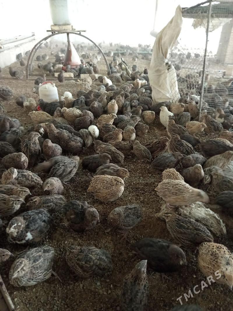 bedene - Сакарчага - img 1