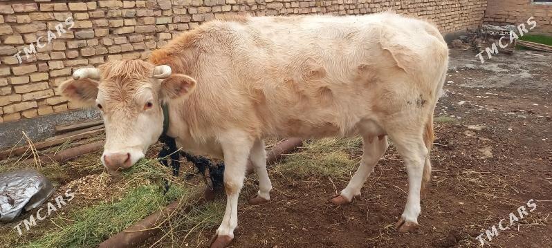 Goleli sygyr - Теджен - img 1