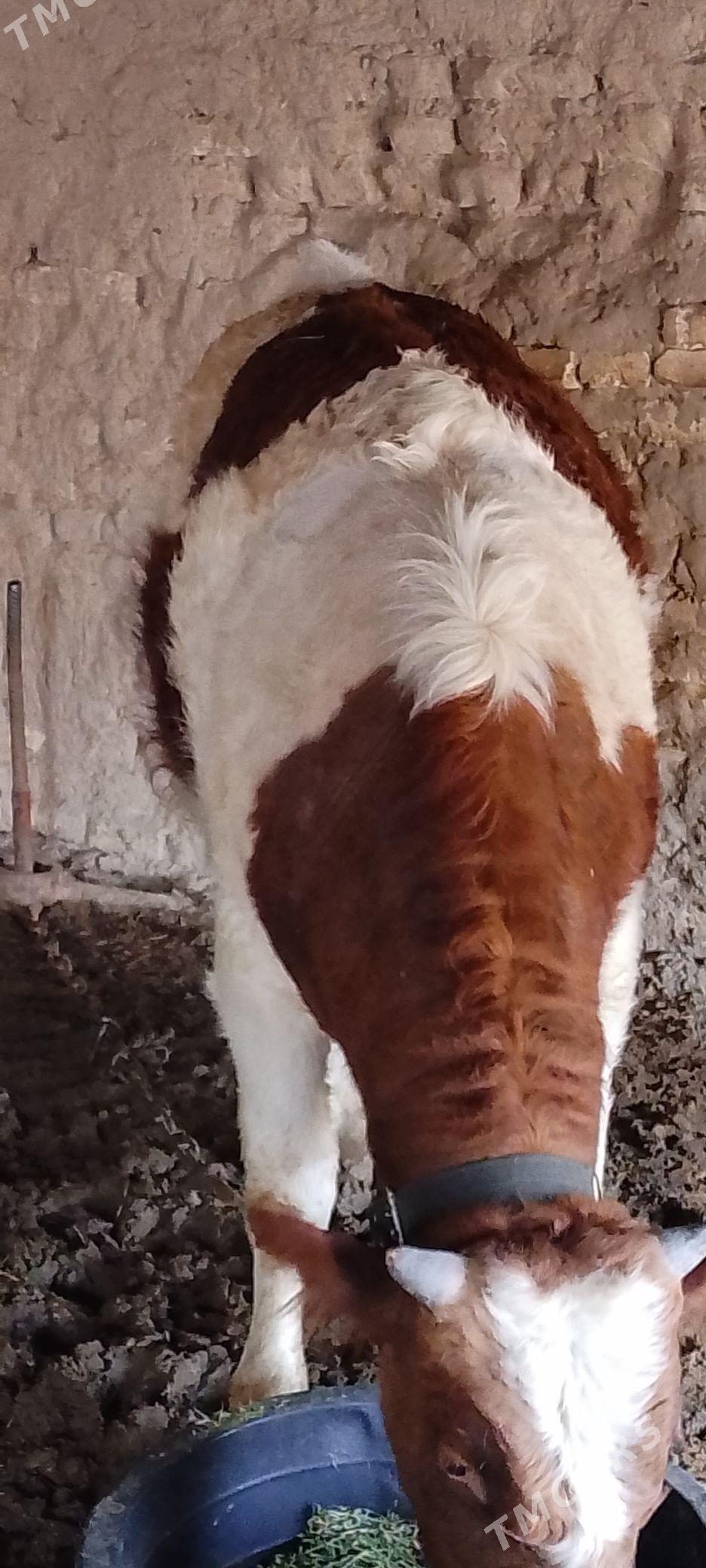 Ökuz - Мары - img 1