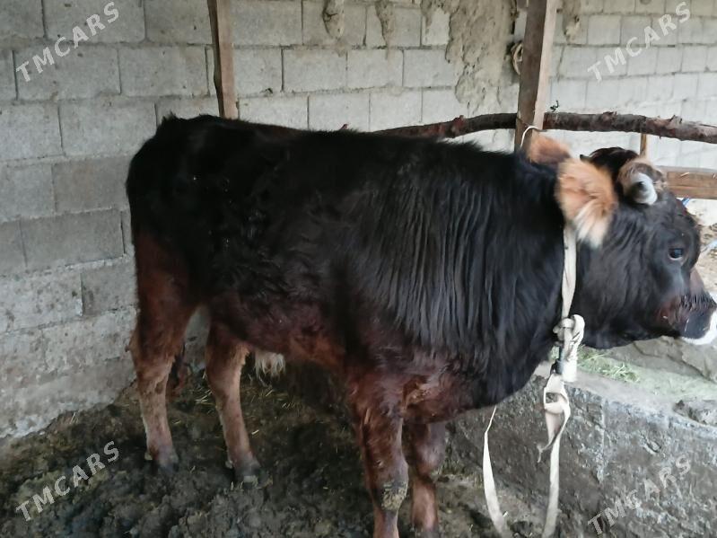 Şiwes ökuź - Bäherden - img 1