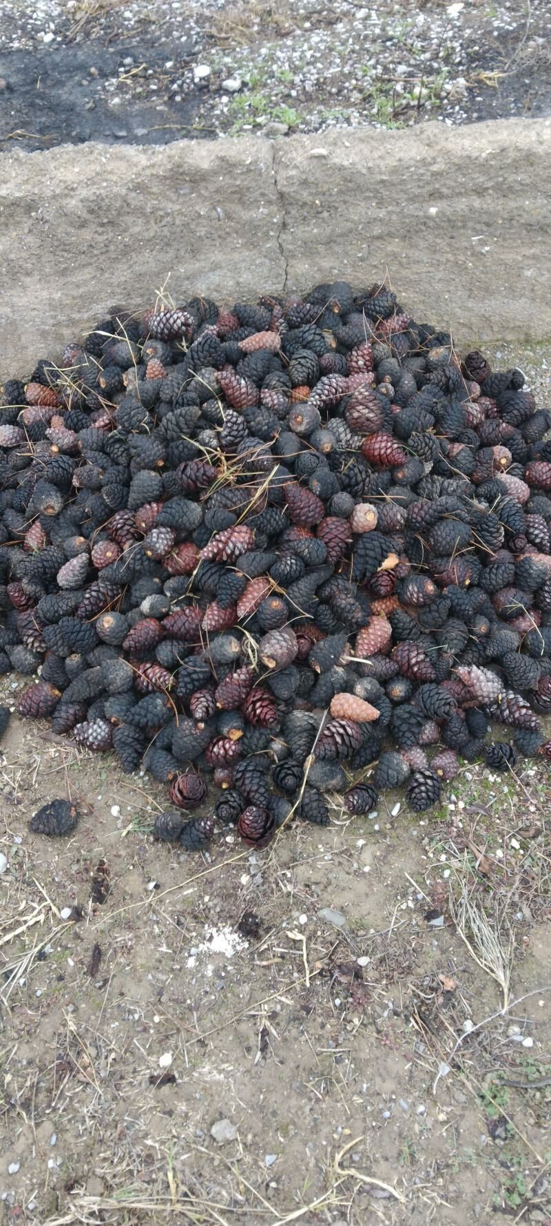 odun - Gökdepe - img 1