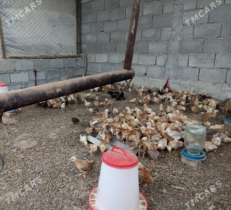 juje - Бузмеин - img 1