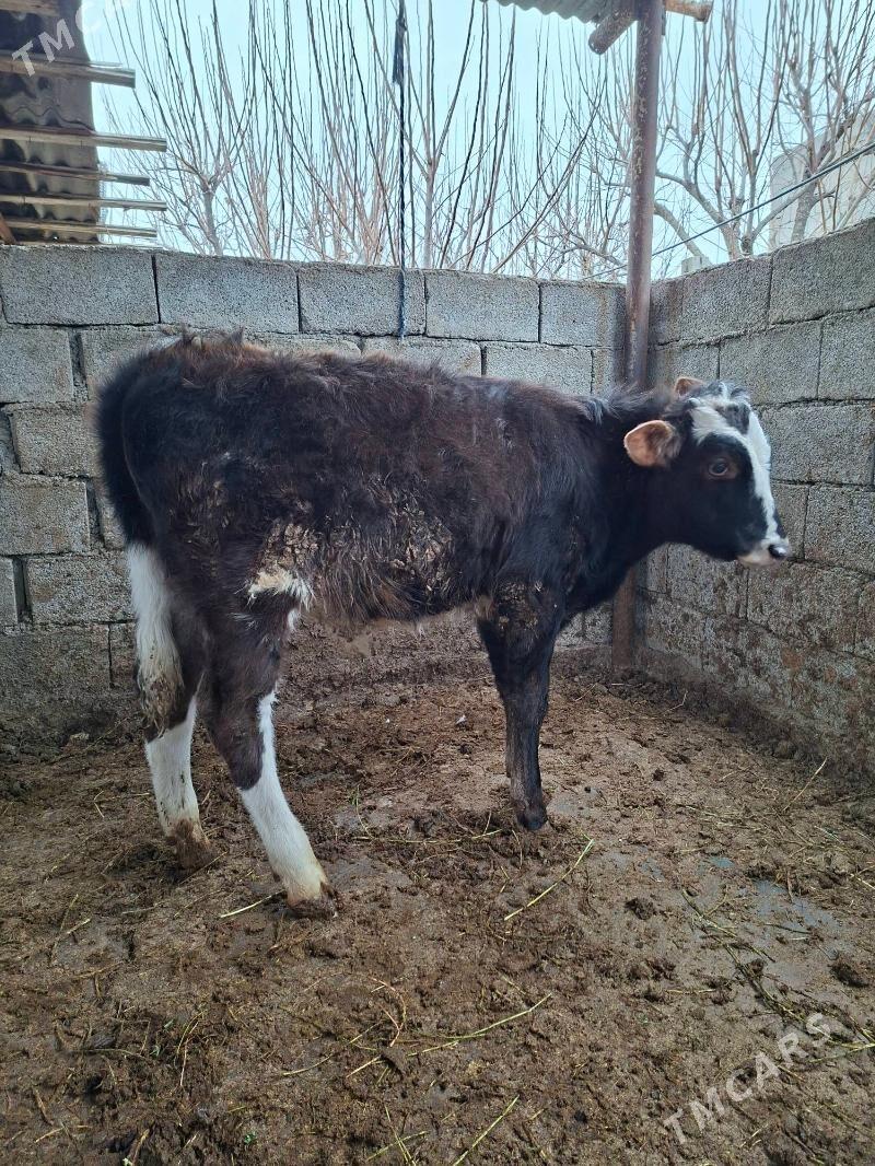 OKUZ - Gökje - img 1