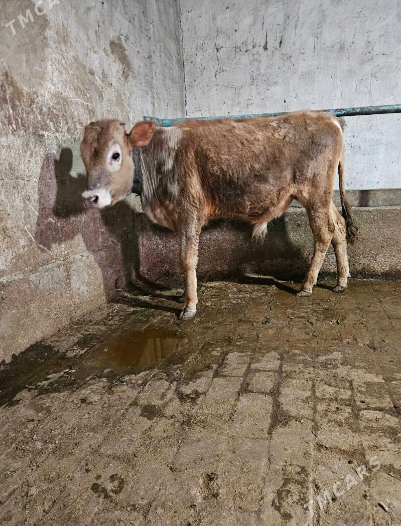 Okuz - Гёкдепе - img 1