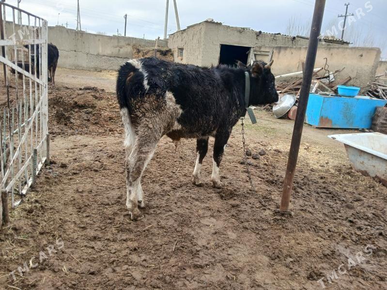 tohum okuz - Бахарден - img 1